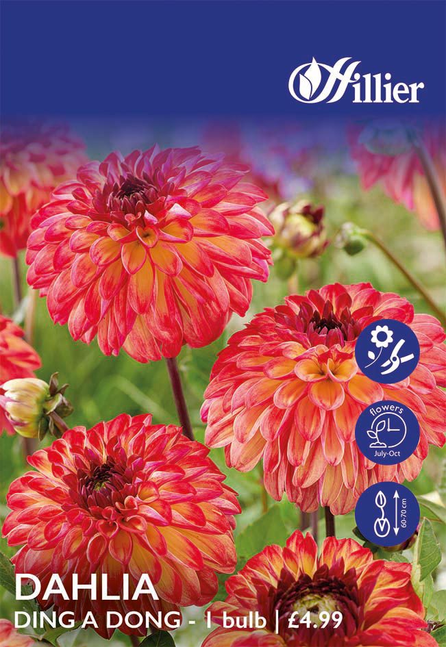 8718641998779 1 HS930 Dahlia Ding a Dong.jpg